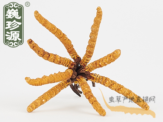 那曲冬蟲夏草4條/克 中期草 精選貨